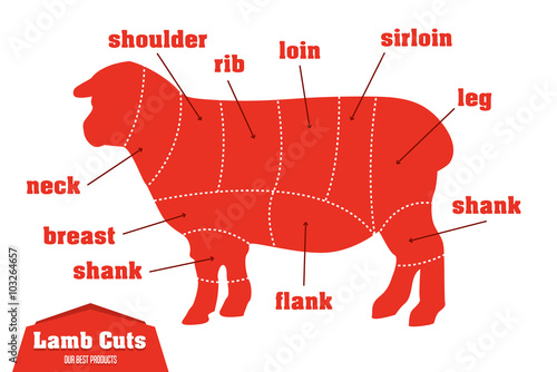 Lamb cuts infographic set of meat parts, vector