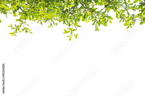 Tree branch on top on white background