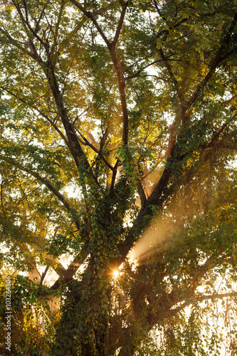 Beams of morning sun filtering through the tree