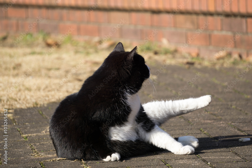 Obraz premium exercising cat