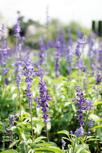 Garden purple floral