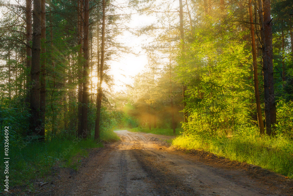 Forest road lit by the rays of the sun. Forest road lit by the rays of the sun.