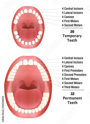 Temporary Teeth - Permanent Teeth - Number of milk teeth and adult teeth. Isolated vector illustration on white background.