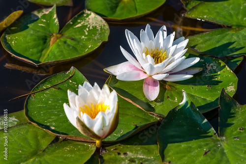 Fototapeta Naklejka Na Ścianę i Meble -  Lilie wodne