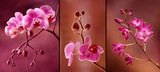 Orchidea tryptyk w fioletach