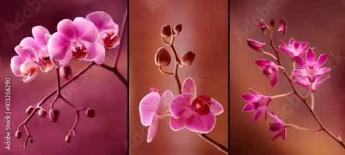 Panel kuchenny z motywem Orchidea tryptyk w fioletach