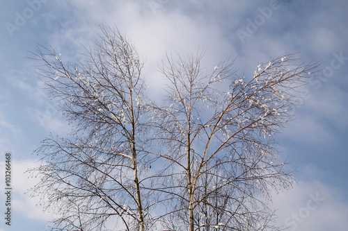 bare birches with some pieces of snow on their branches in winter