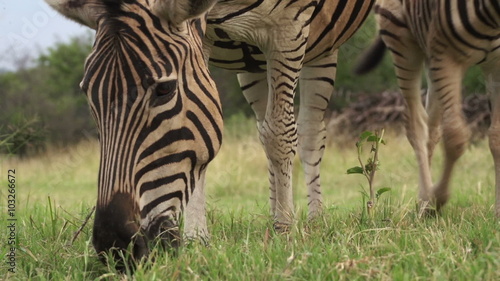 Close-up of zebra grazing short green grass, South Africa