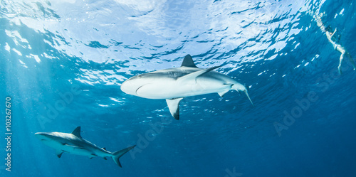 Caribbean reef shark