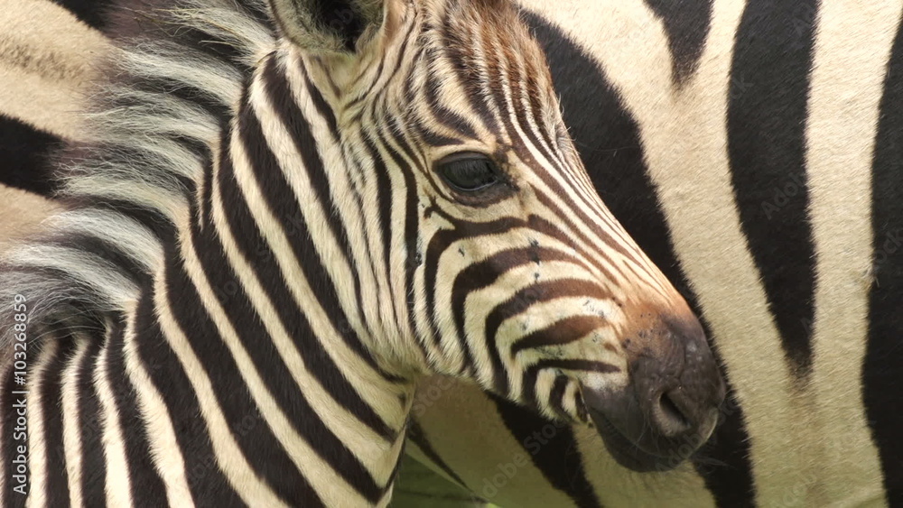 Zebra foal with mother, South Africa Zebra foal with mother, South Africa