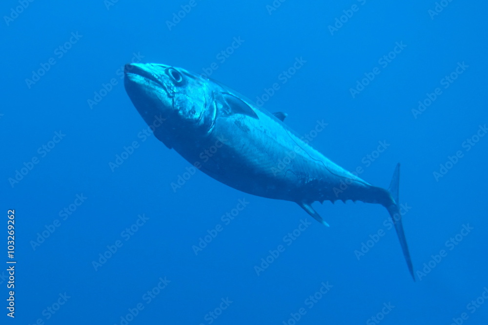 Naklejka premium Underwater Life
