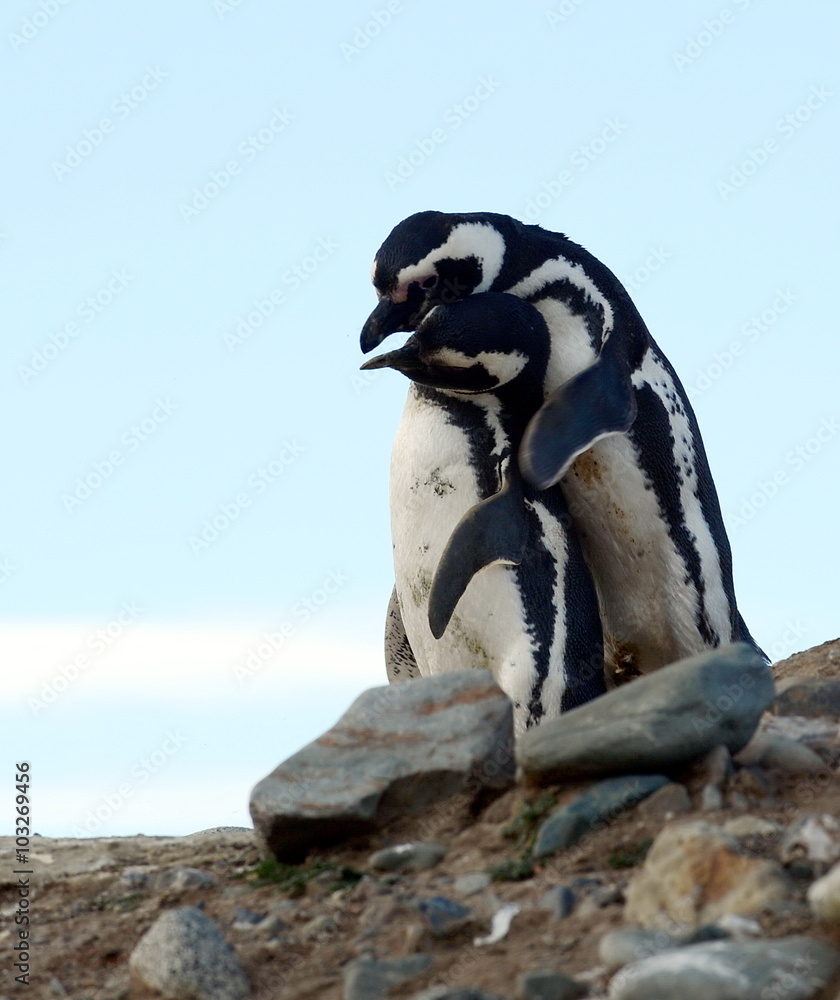 Obraz premium Magellanic Penguins at the penguin sanctuary on Magdalena Island in the Strait of Magellan near Punta Arenas in southern Chile.