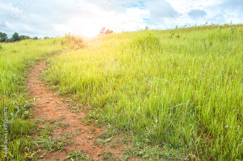 Heavy dew fills this prairie tall grass scene
