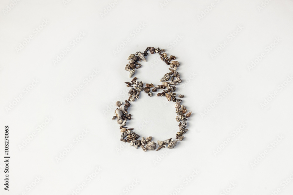 Number eight of the shells Number eight of the shells