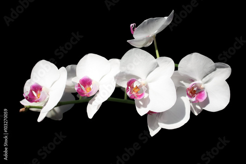 Orchid flower 