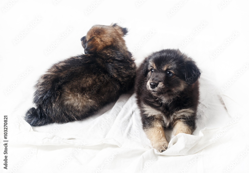 Fototapeta premium Adorable cute little puppies on light background. Two puppies dogs. Selective focus.