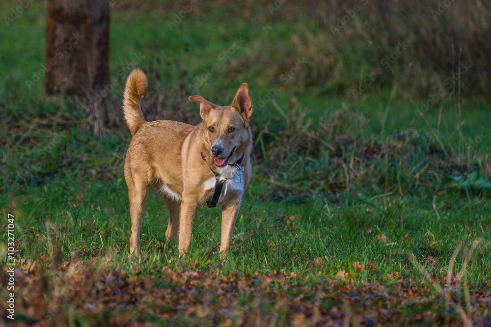 Mischlingshündin auf einer Wiese im Sonnenlicht Mischlingshündin auf einer Wiese im Sonnenlicht