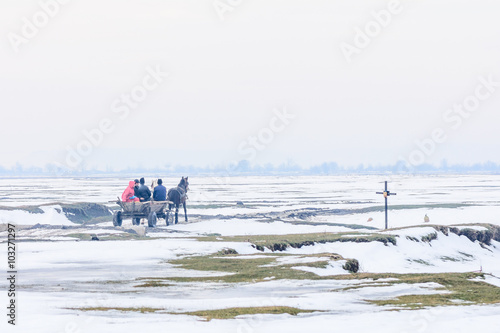 Calugareni, Romania, man in cart with horses transporting animals  photo