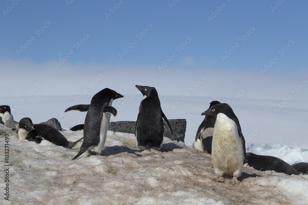 Fototapeta premium Adélie Penguin, Antarctica.