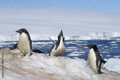 Ad  lie Penguin  Antarctica.