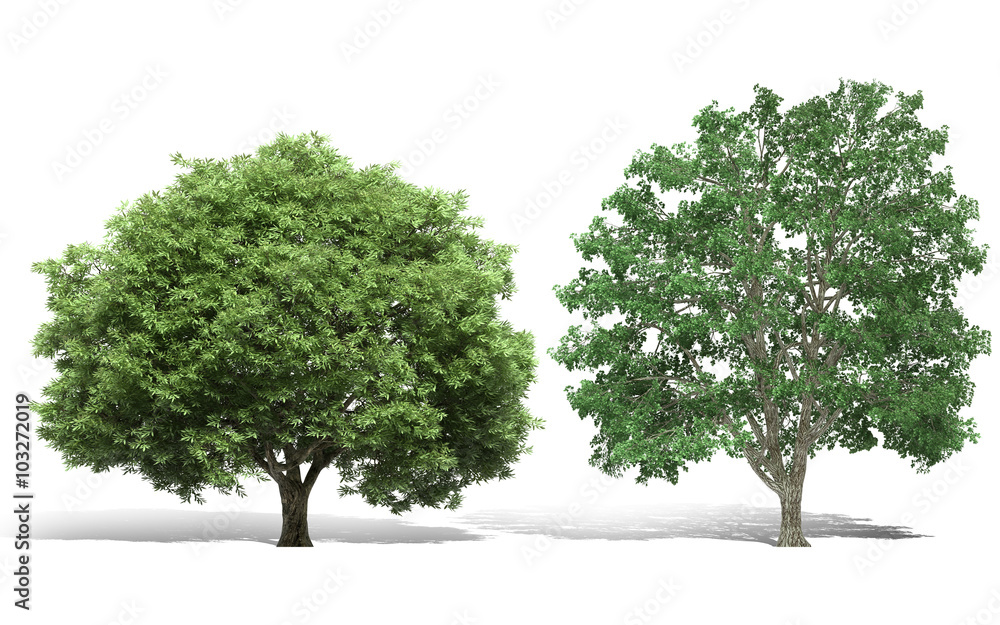 Obraz premium 3d tree render on white background