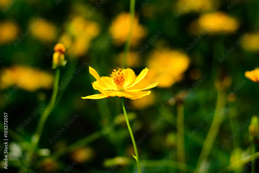 Obraz premium yellow cosmos flowers in green leaf background