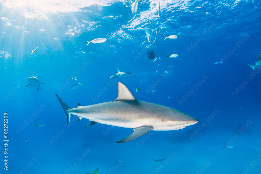 Obraz premium Caribbean reef shark