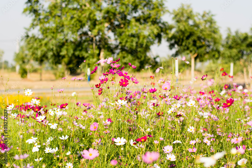 sweed flowers small for blurred