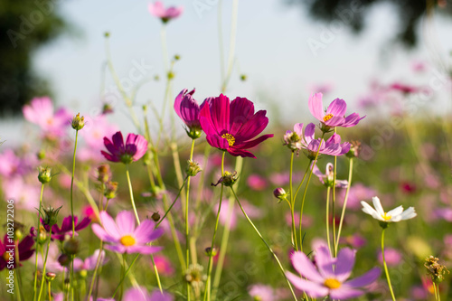 sweed flowers small for blurred