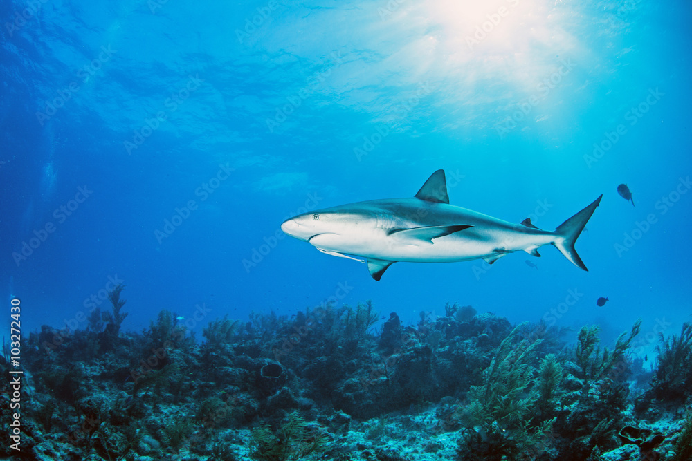 Fototapeta premium Caribbean reef shark