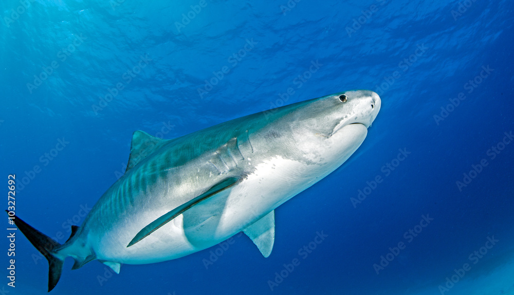 Fototapeta premium Tiger shark