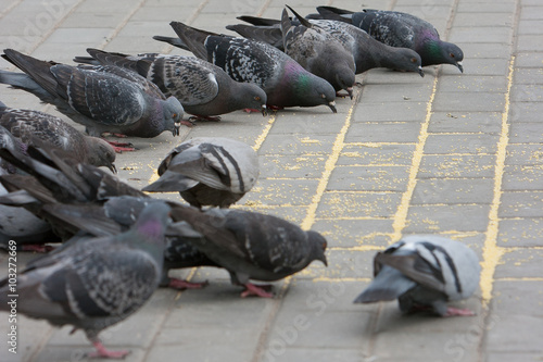 Many pigions in a big city. Birds with seeds. photo