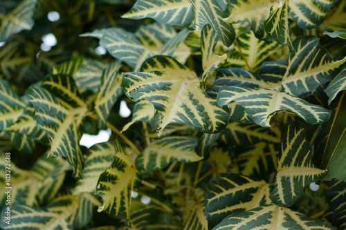 Fototapeta Naklejka Na Ścianę i Meble -  vintage tone of Texture of a green leaf. Green Leaf isolated bac