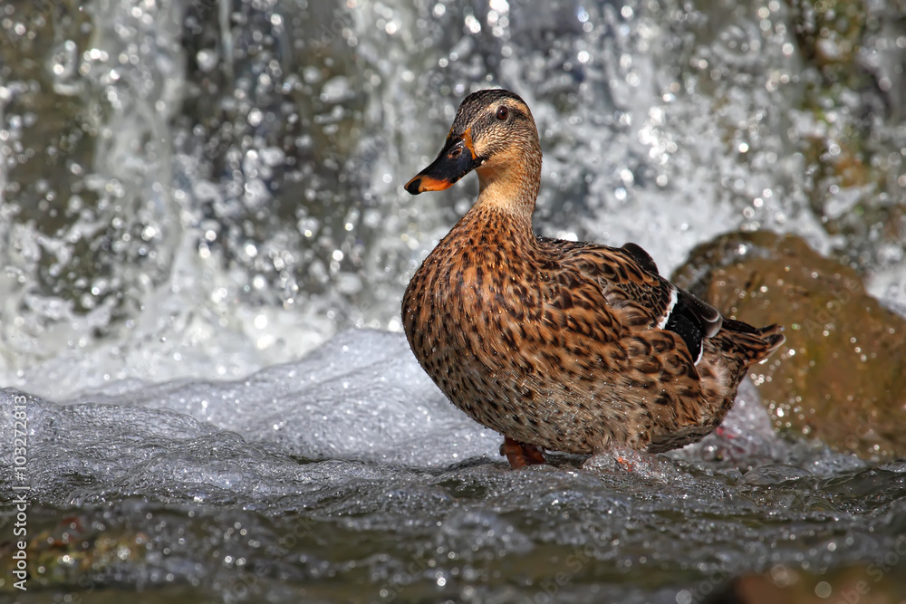 Fototapeta premium Mallard duck