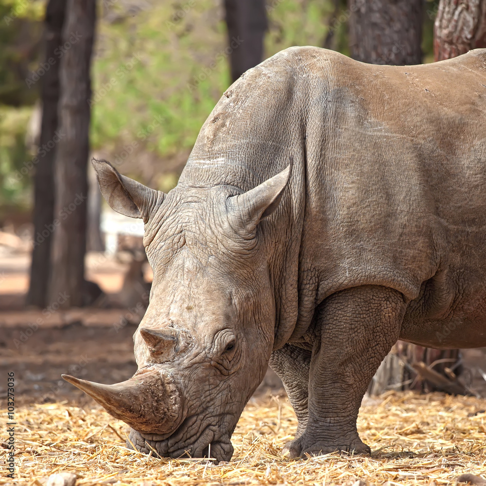 Fototapeta premium rhino close-up