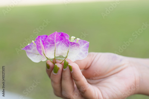 Fotografie Woman cradling recently bloomed White and purple Bougainvillea f