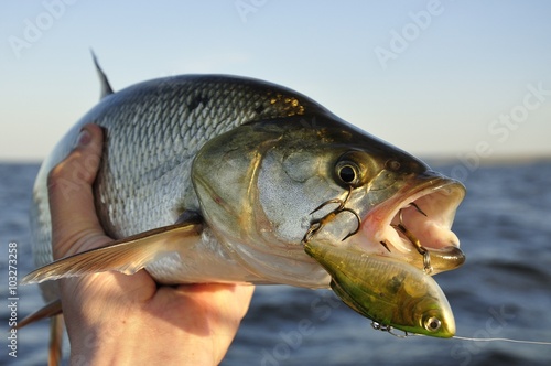 Fototapeta Naklejka Na Ścianę i Meble -  River asp fishing