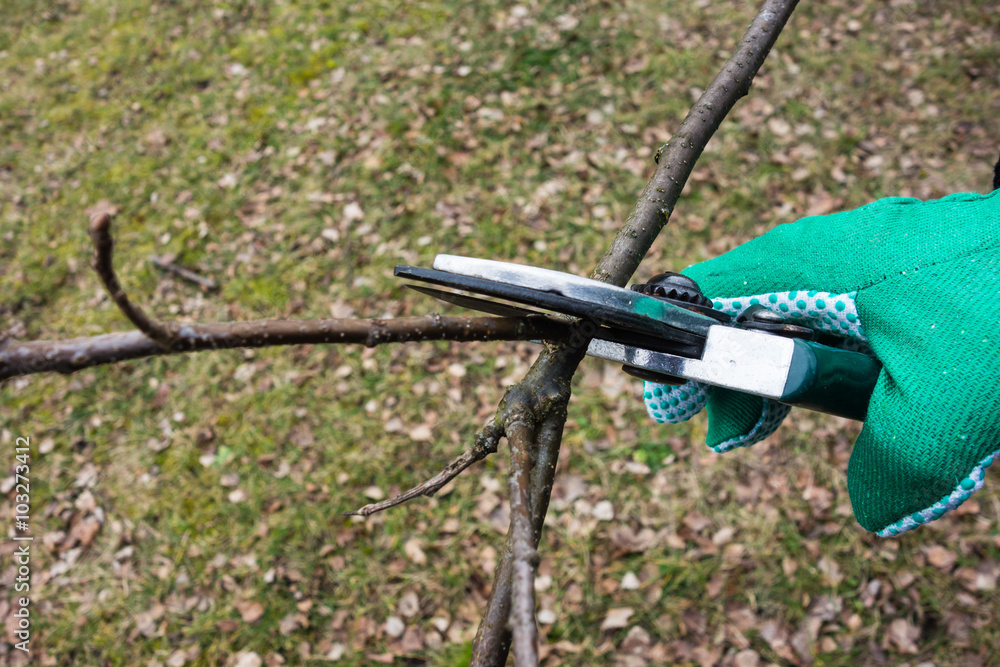 Naklejka premium baumbeschnitt