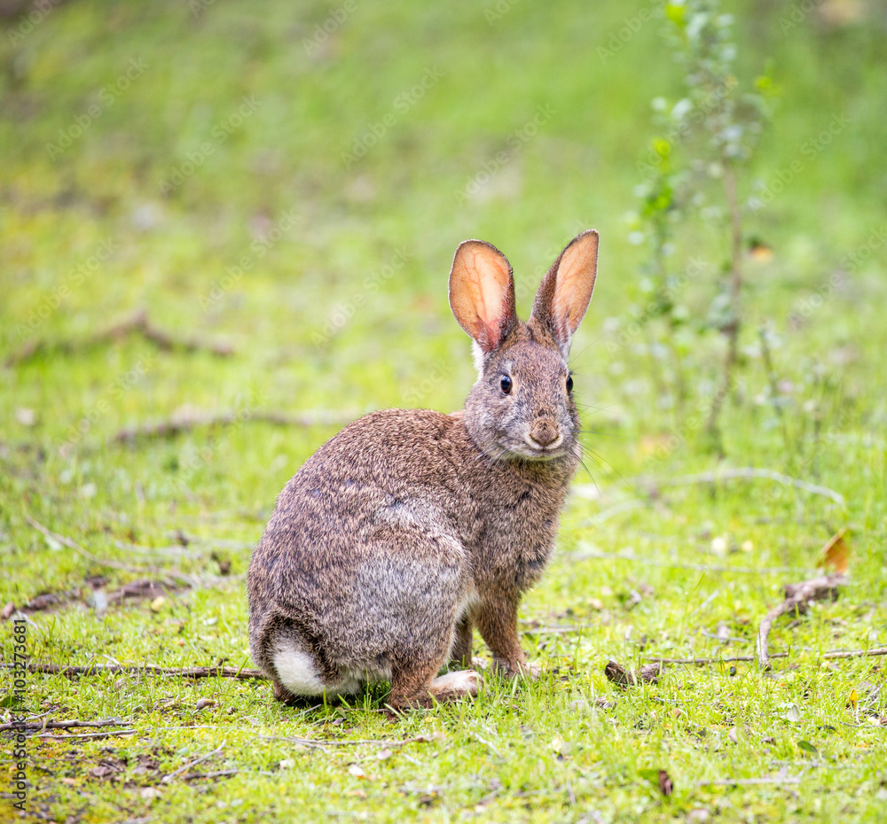 An alert Cottontail rabbit (Sylvilagus) in a grassy field. Santa Clara County, California, USA.