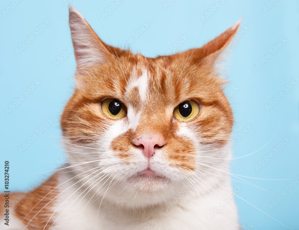 Ginger tabby cat on blue background.
