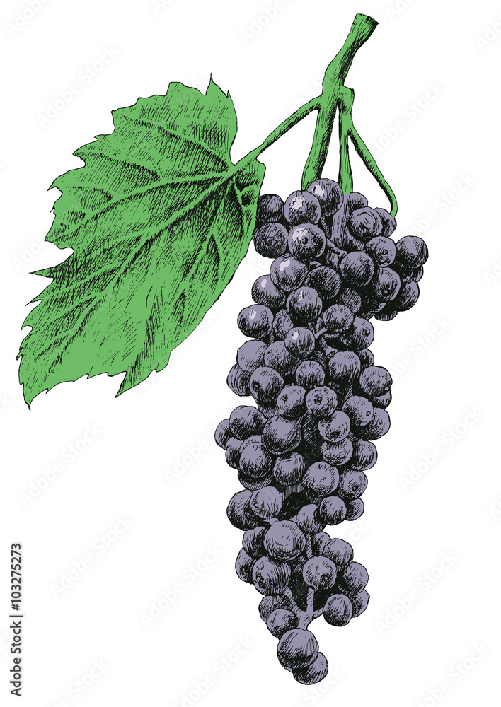 Fototapeta premium Illustration with grapes.