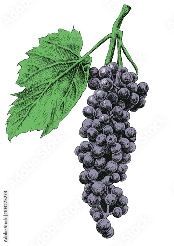 Illustration with grapes.