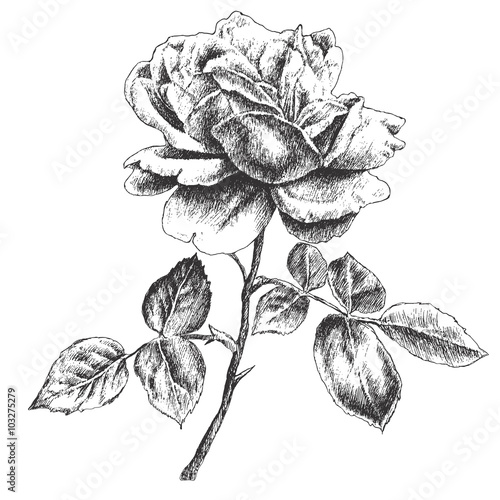 Illustration with rose.