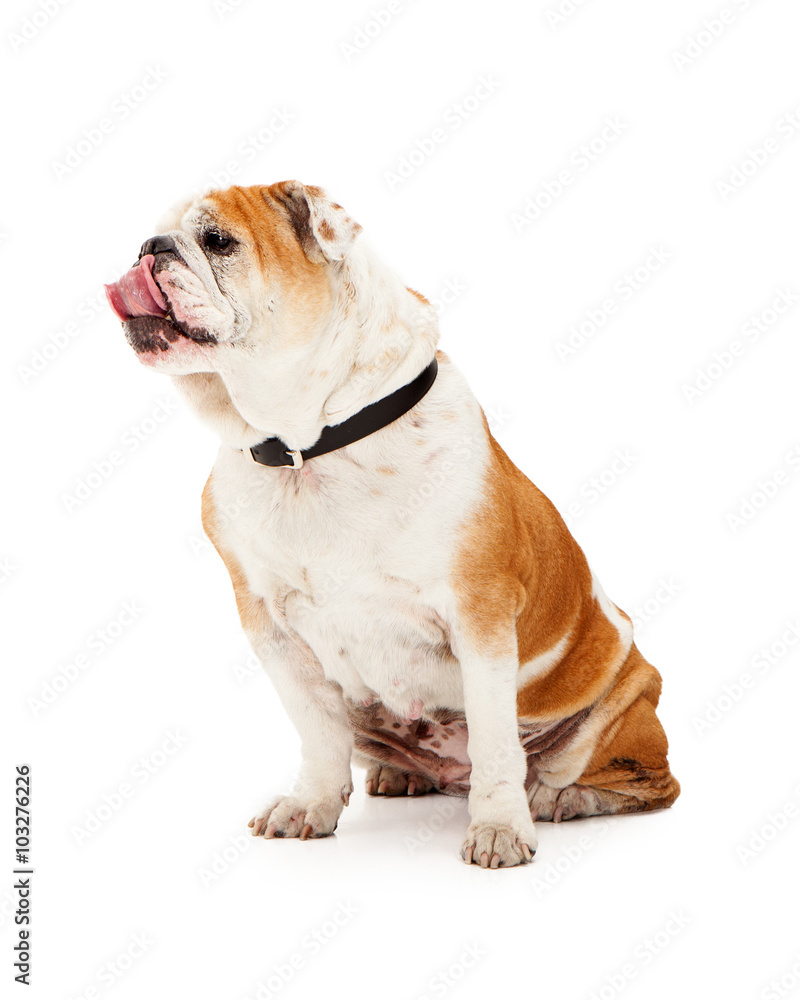 Beautiful purebred English Bulldog breed dog sitting to side with tongue out licking lips. Isolated on white.