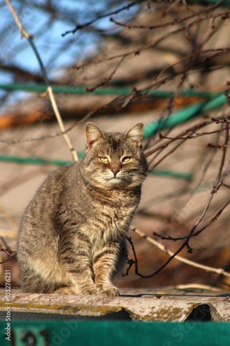 кот, кошка