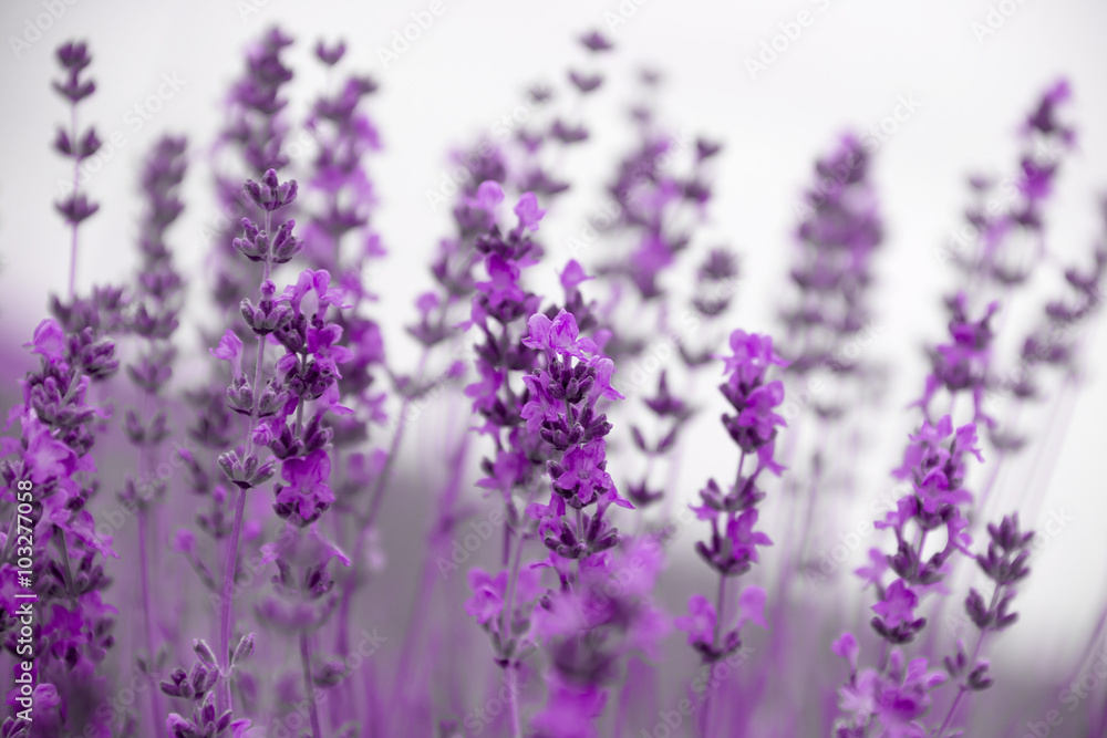 Obraz premium field lavender flowers