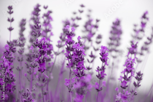 field lavender flowers