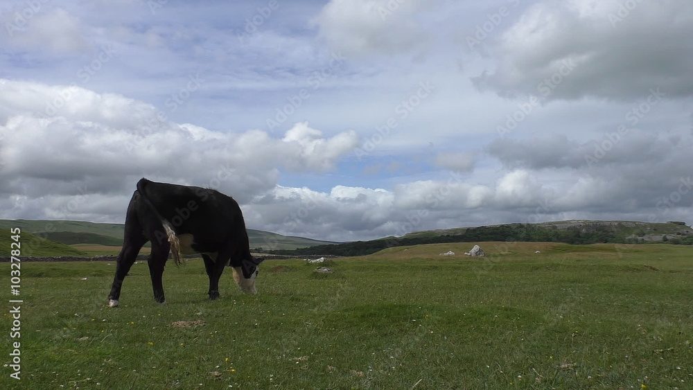 Black cow with white head eating grass on Pennine hills