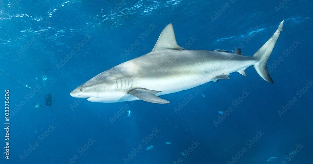 Fototapeta premium Caribbean reef shark
