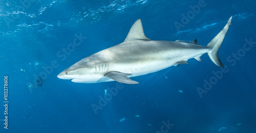 Caribbean reef shark © Michael Bogner